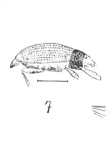 Sitona margarum Germar 1937 par N. Th. éch Ce4 x2,7 p.395 Pl. XXVIII Insectes du Stampien de Céreste (Basses-Alpes).
