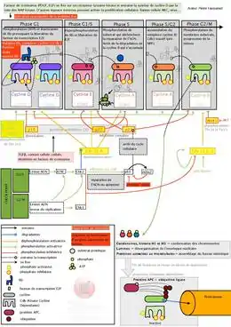 Mécanismes de régulation du cycle cellulaire