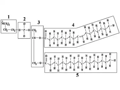 Formule développée d'un phosphoglycérolipide