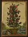 Langage des fleurs, ou, Histoires morales par H. Duru, 1830